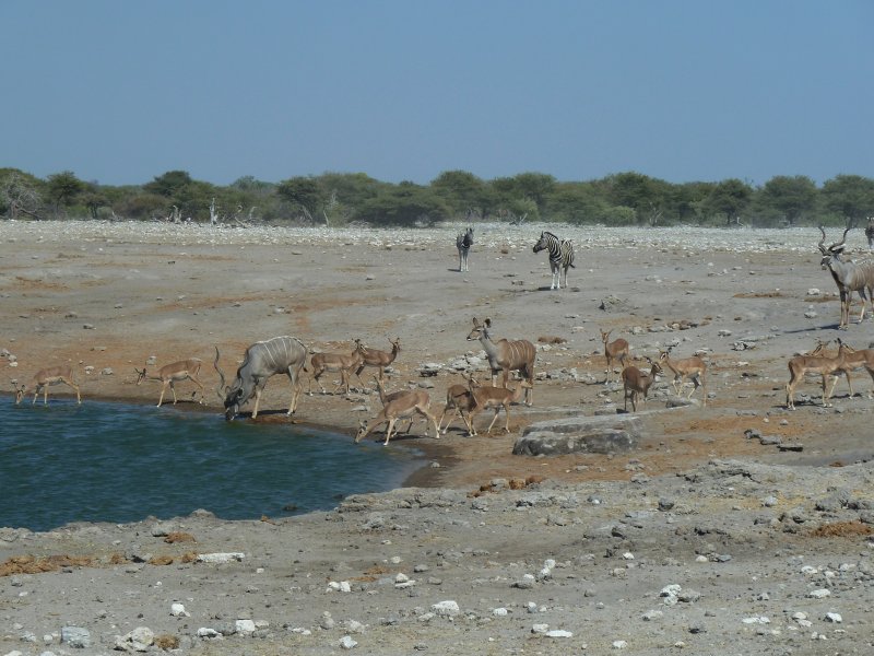 waterhole etosha 03 FP.jpg - Trou d'eau à Etosha